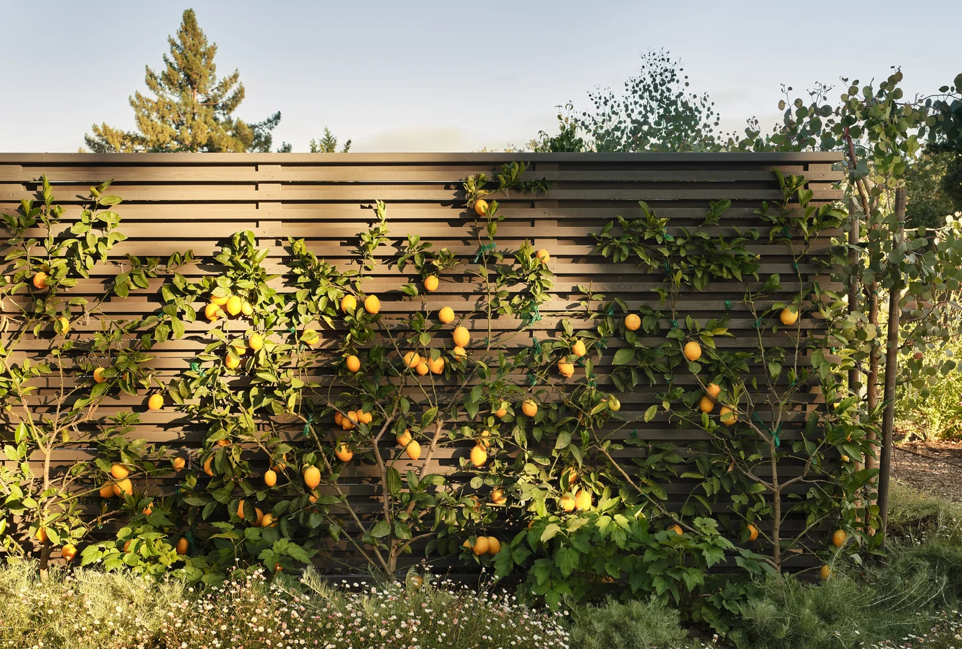 Tree House Edge - The Garden, Framed